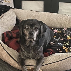 Team Page: Team Angus